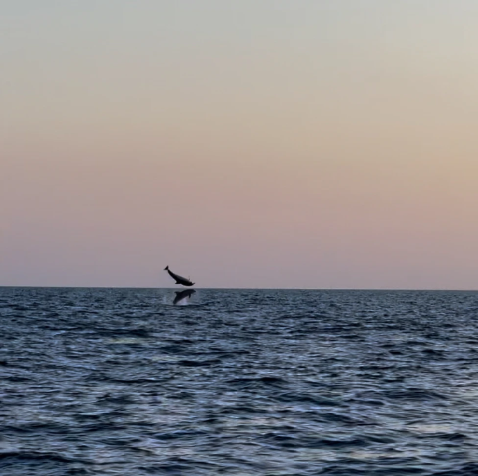 Dauphins Majorque