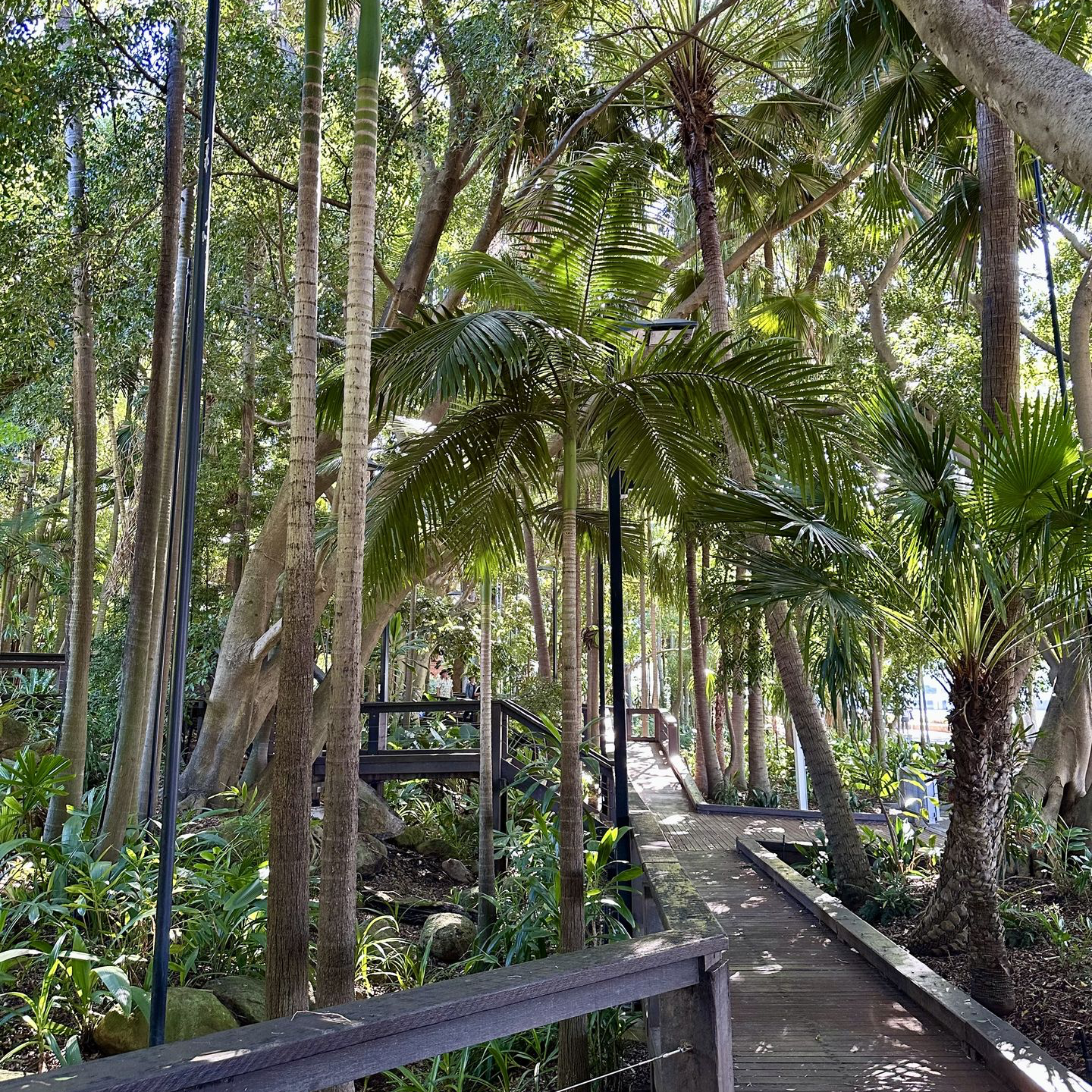 Rainforest Walk, Brisbane