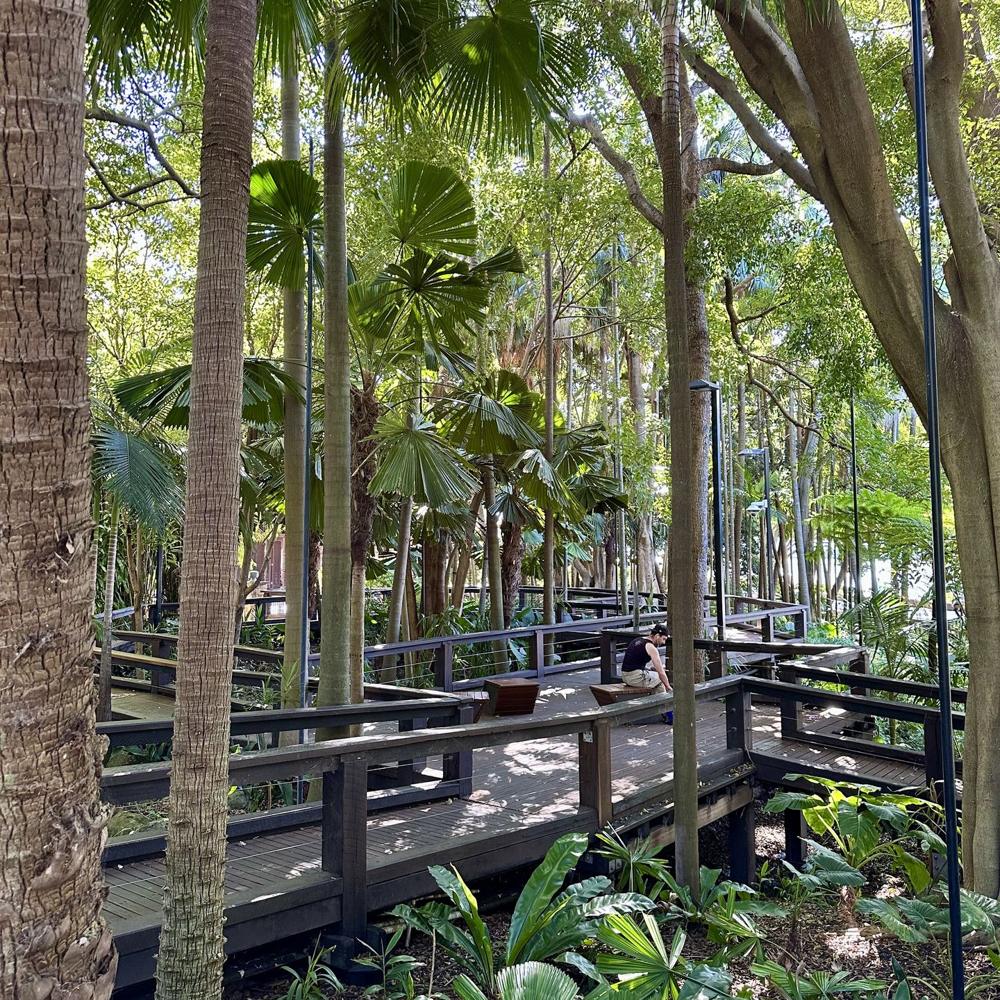 Rainforest Walk, Brisbane