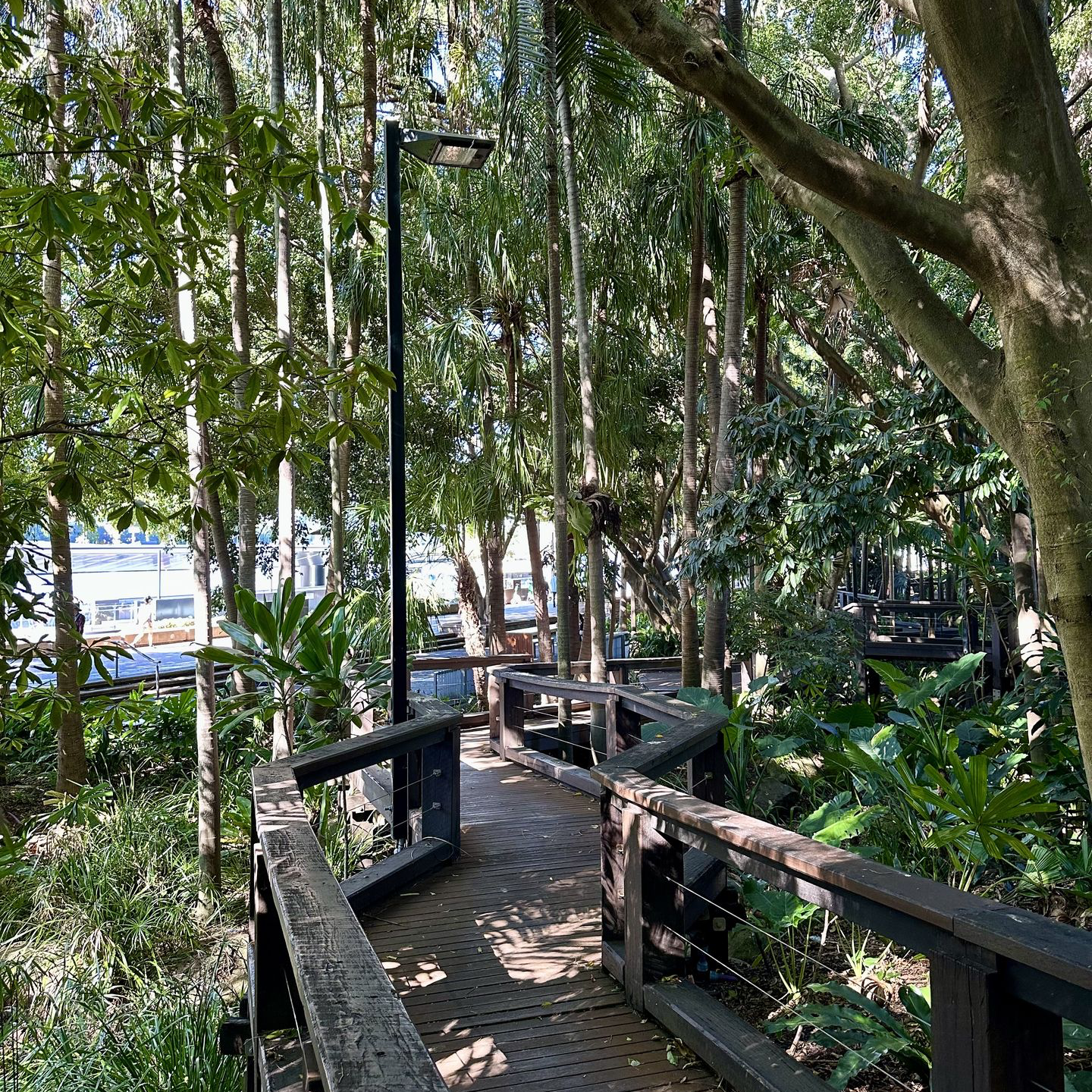 Rainforest Walk, Brisbane