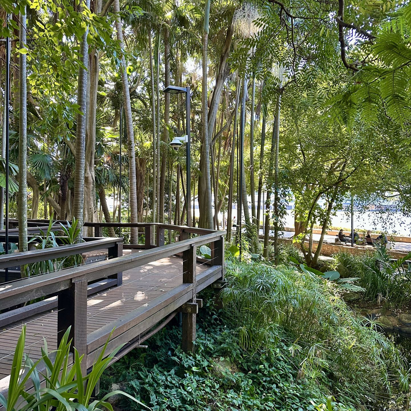 Rainforest Walk, Brisbane