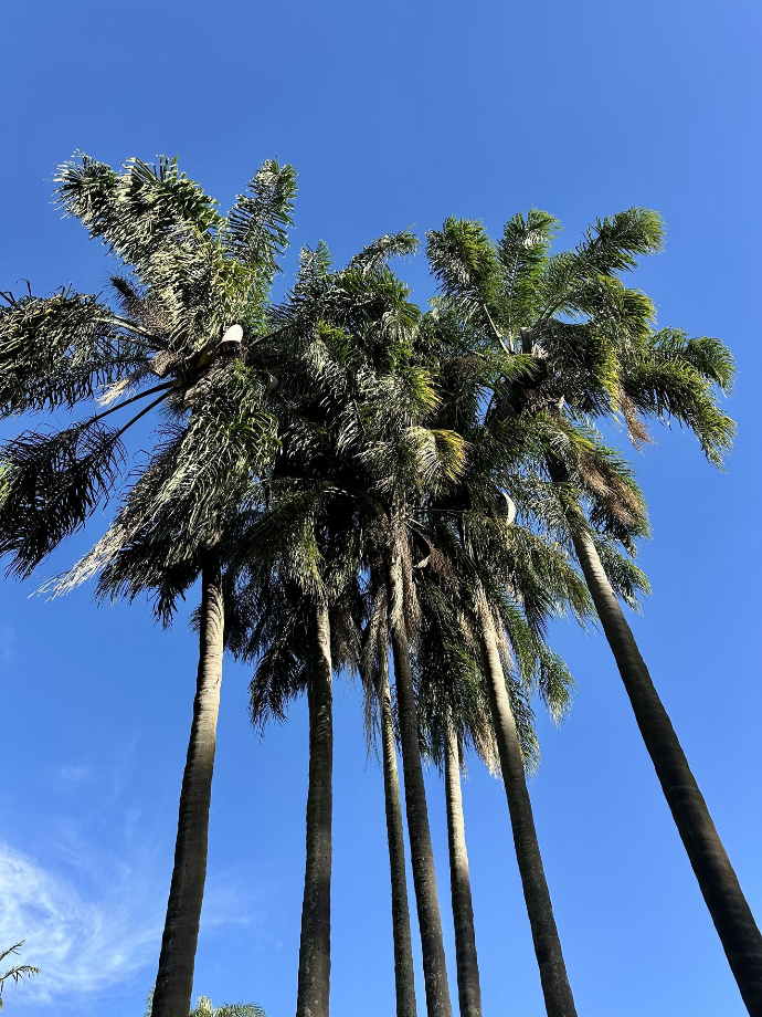 Botanic Garden, Brisbane
