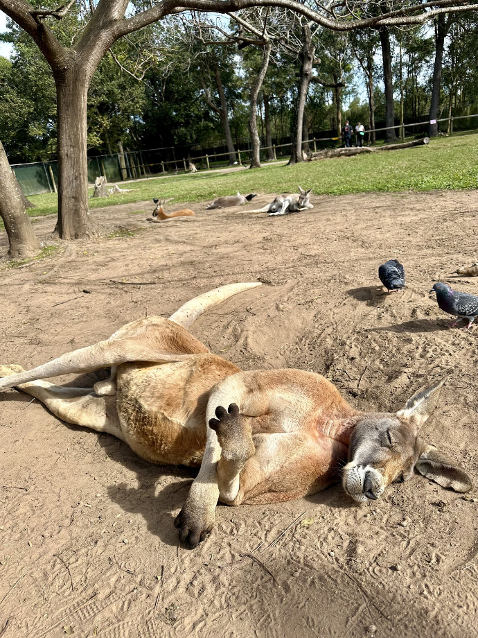 Lone Pine Koala Sanctuary, Brisbane