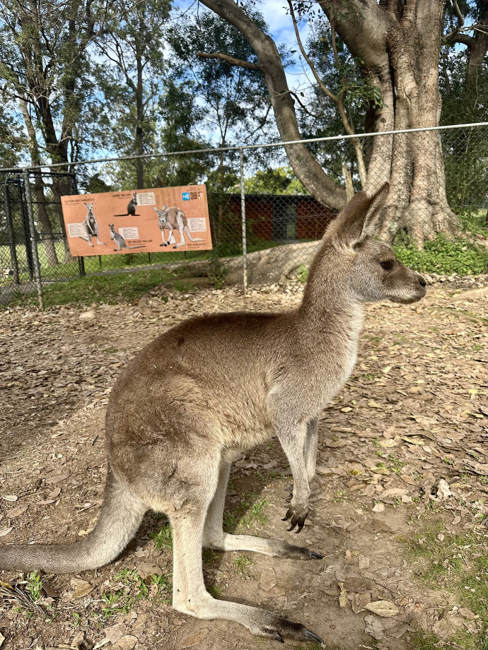 Lone Pine Koala Sanctuary, Brisbane