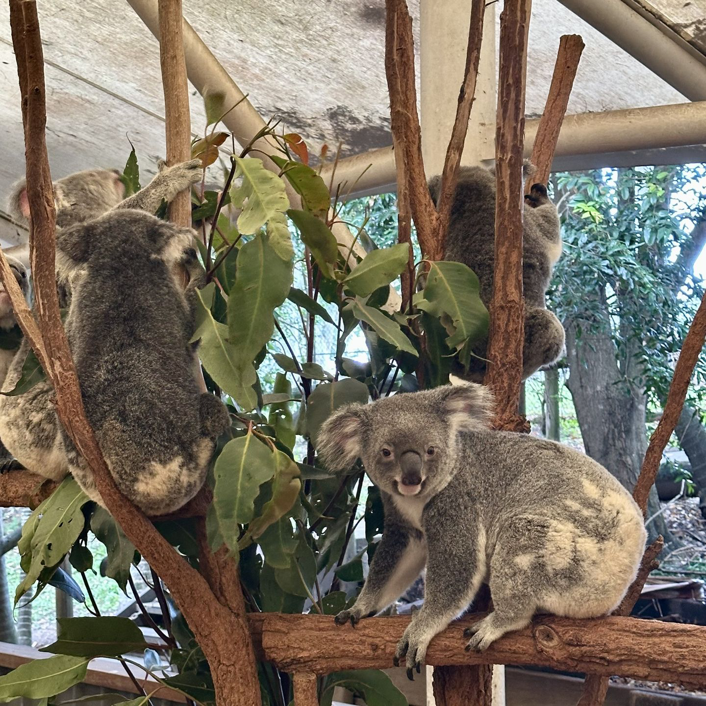 Lone Pine Koala Sanctuary, Brisbane