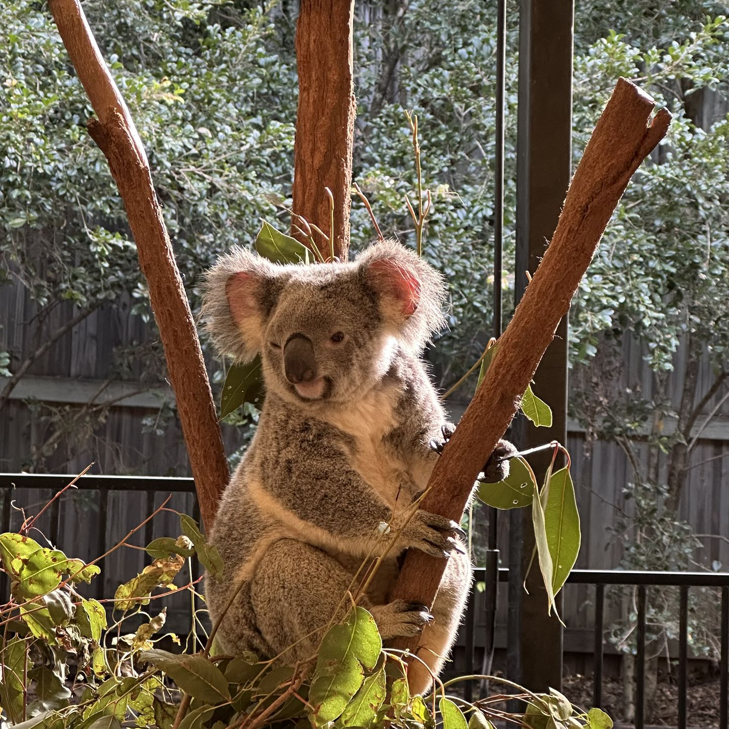 Lone Pine Koala Sanctuary, Brisbane