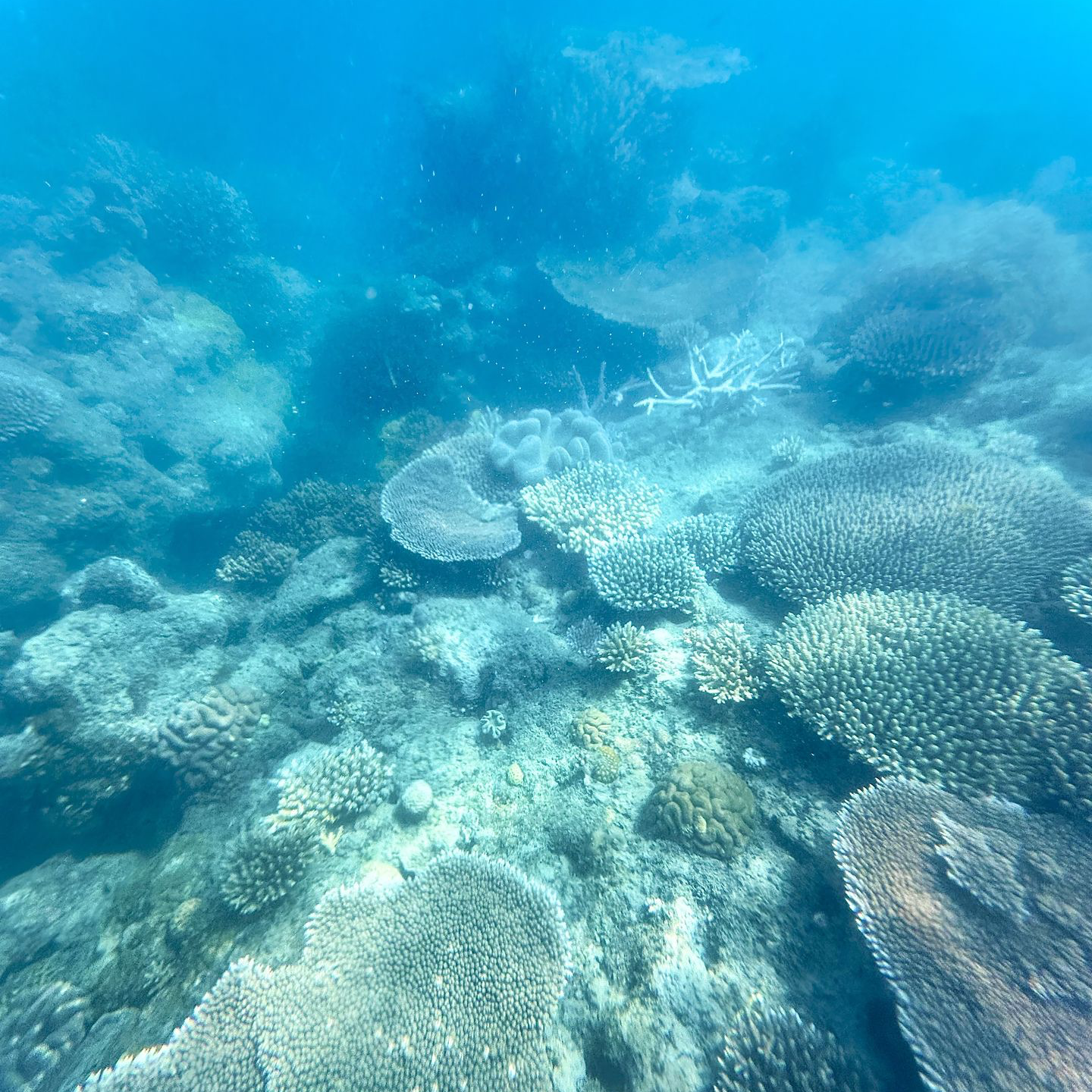 Grande Barrière de Corail