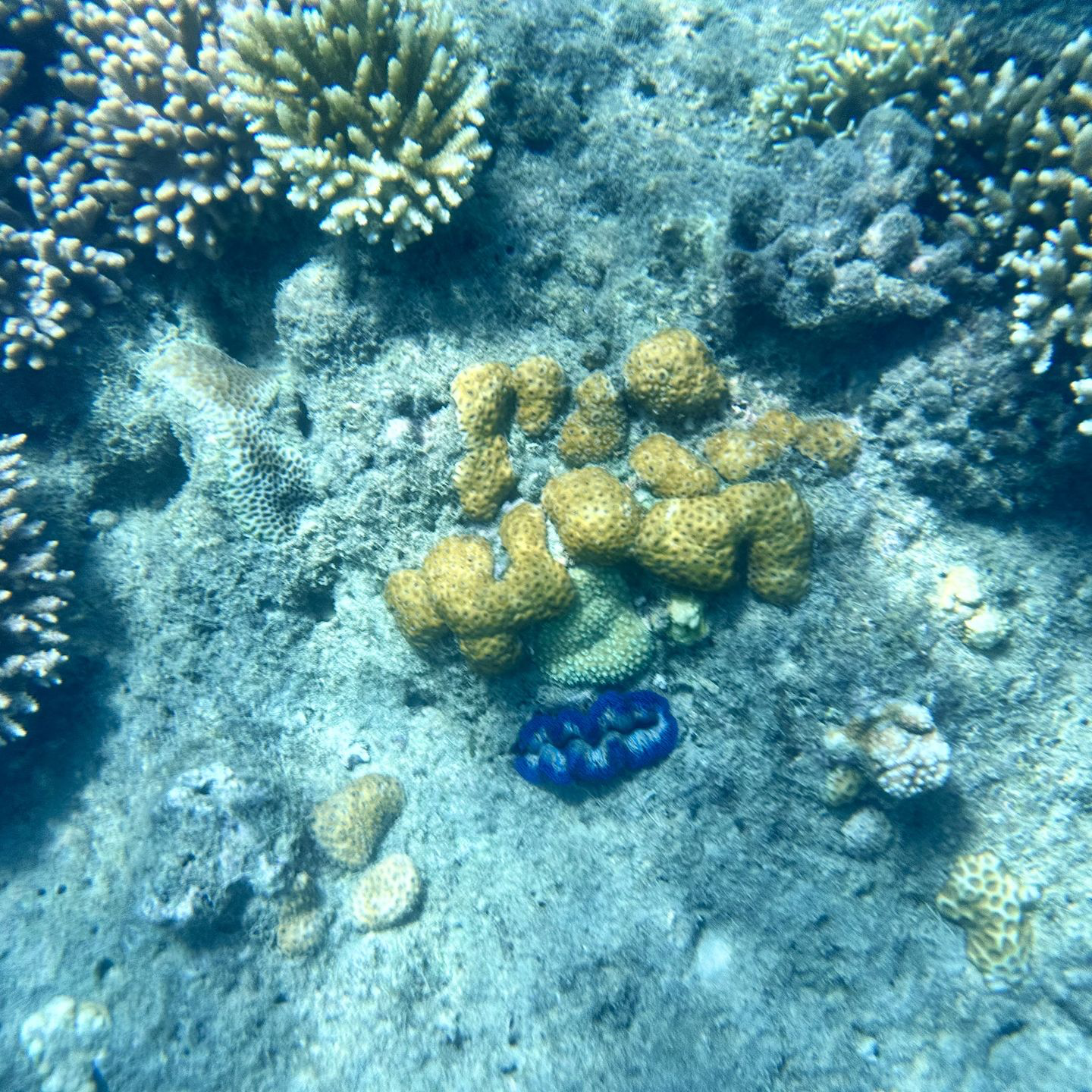 Grande Barrière de Corail
