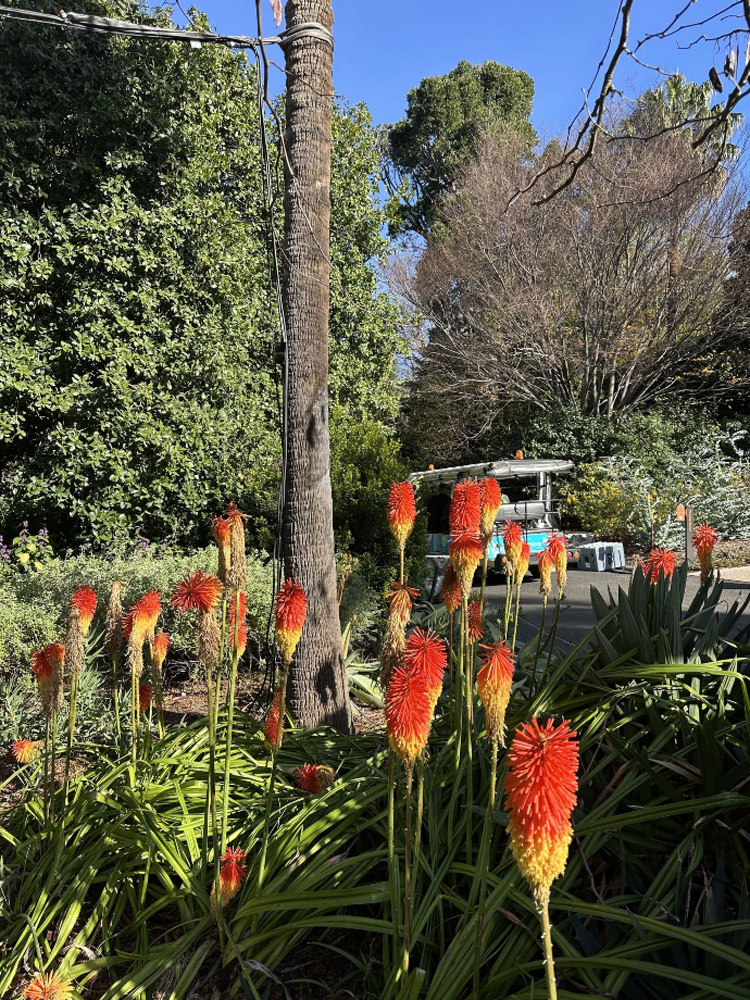 jardins botaniques royaux de Melbourne