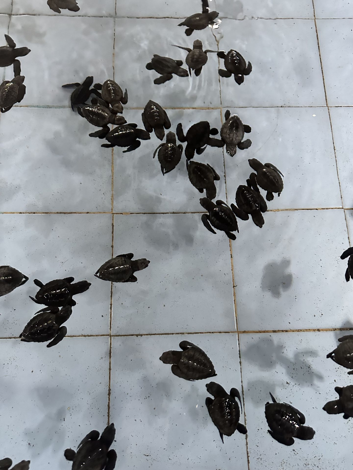 Turtle Conservation and Education Center