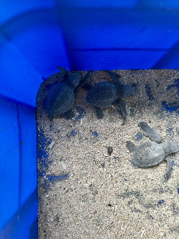 Turtle Conservation and Education Center