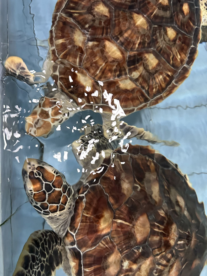 Turtle Conservation and Education Center