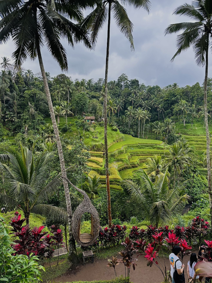 rizières de Tegallalang