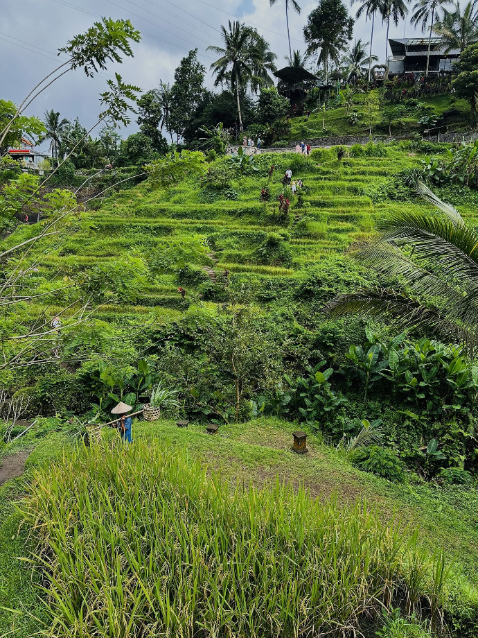 rizières de Tegallalang