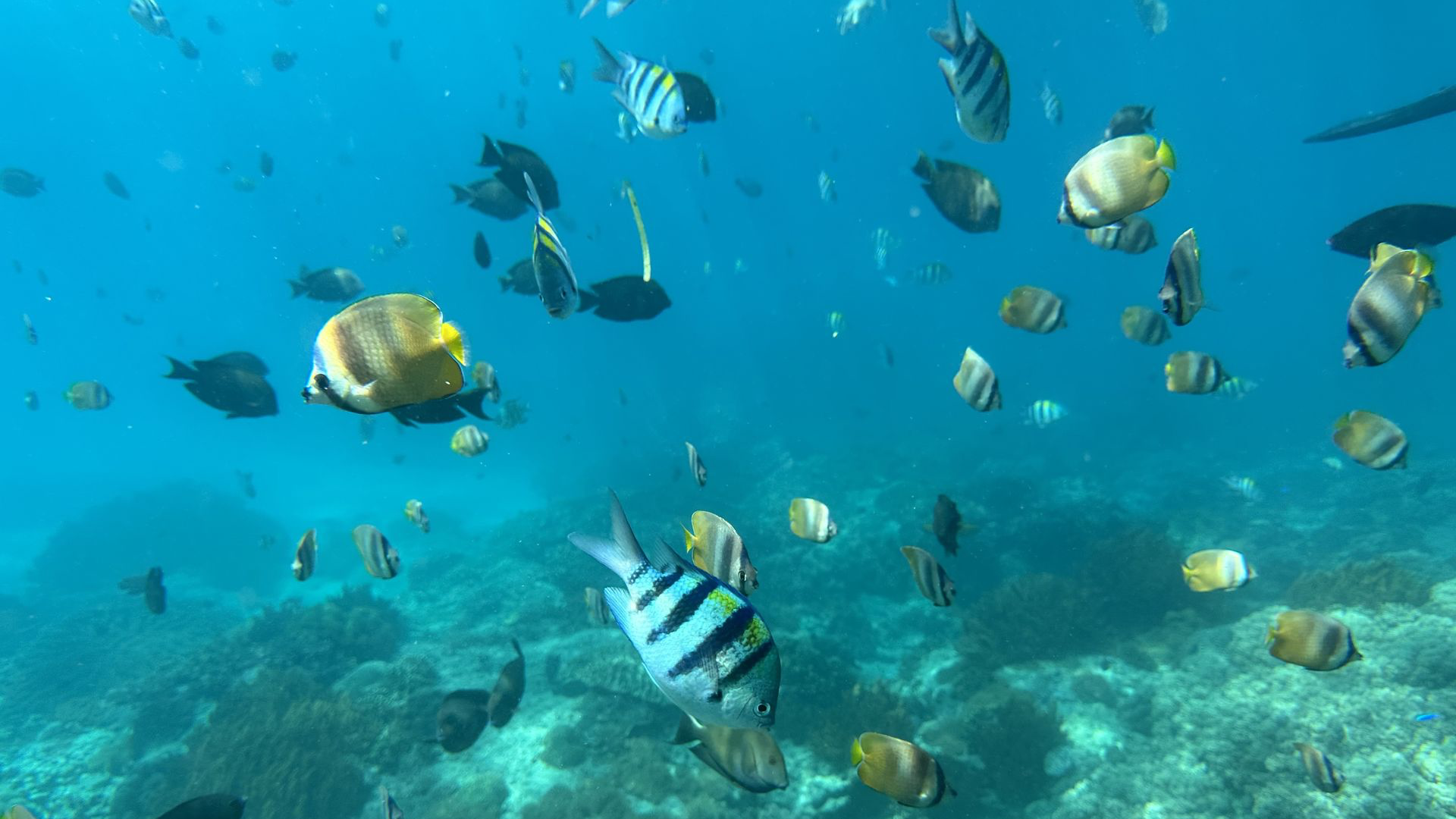 Snorkelling Blue Lagoon