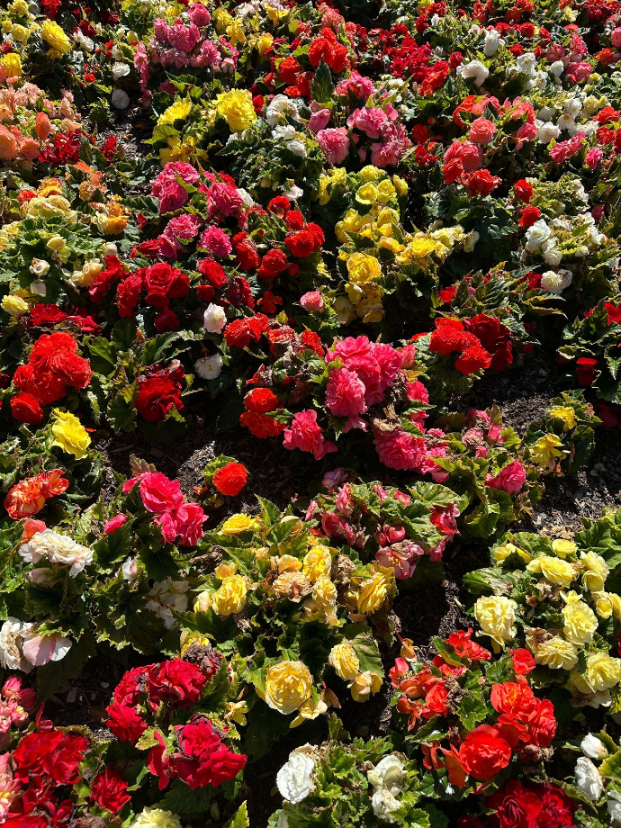 Government Gardens Government Gardens