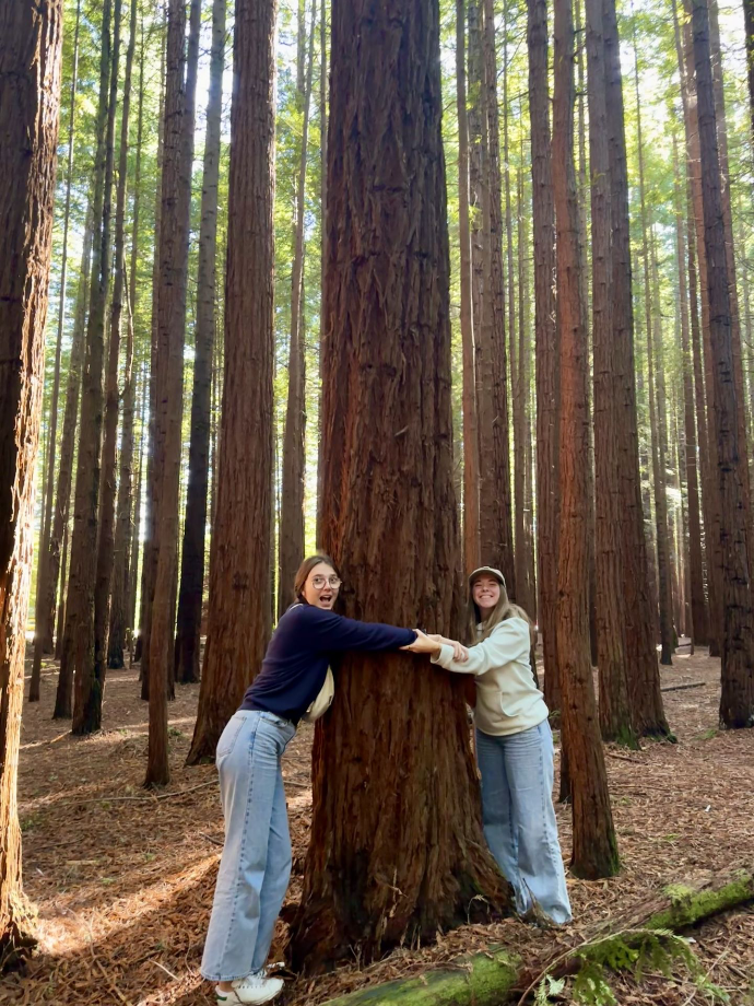Redwood Forest Redwood Forest