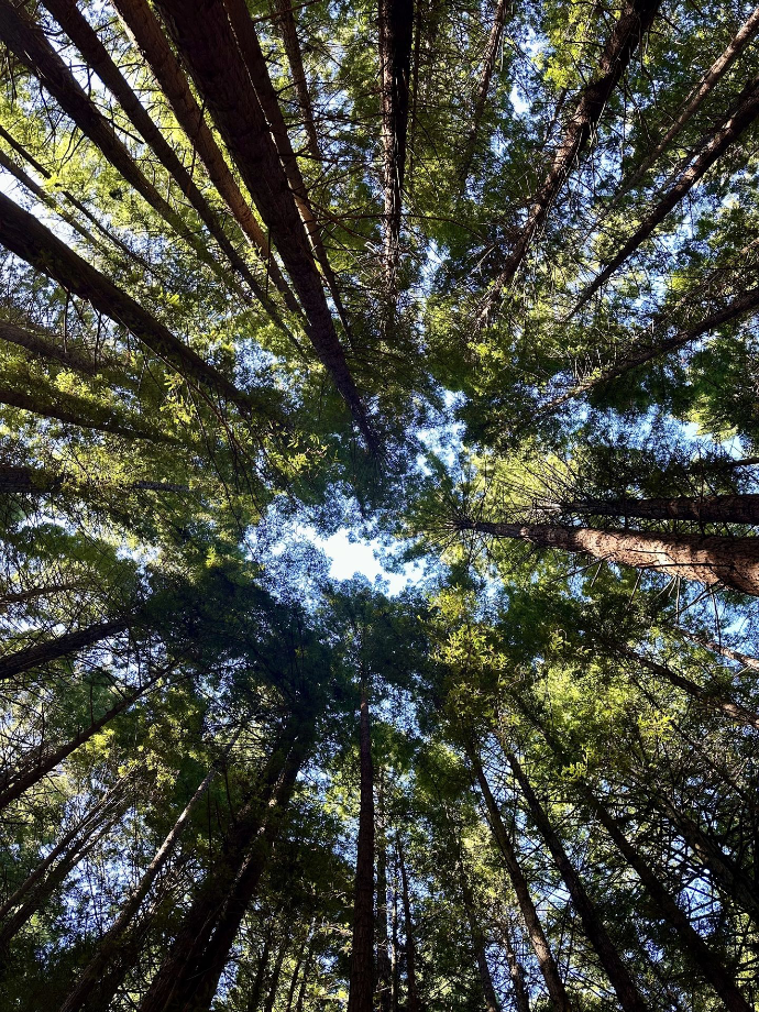 Redwood Forest Redwood Forest