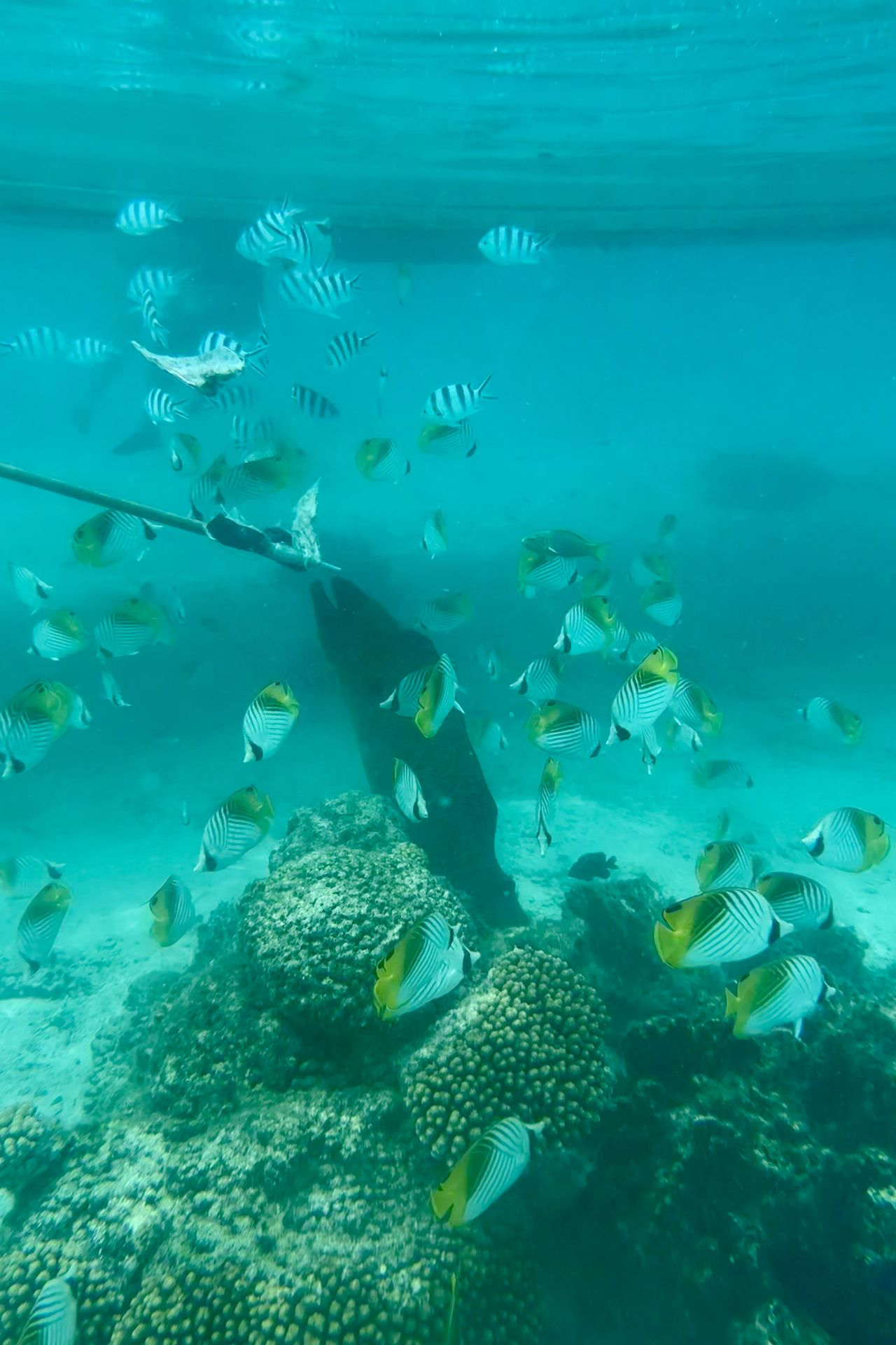 Snorkelling Muri Lagoon