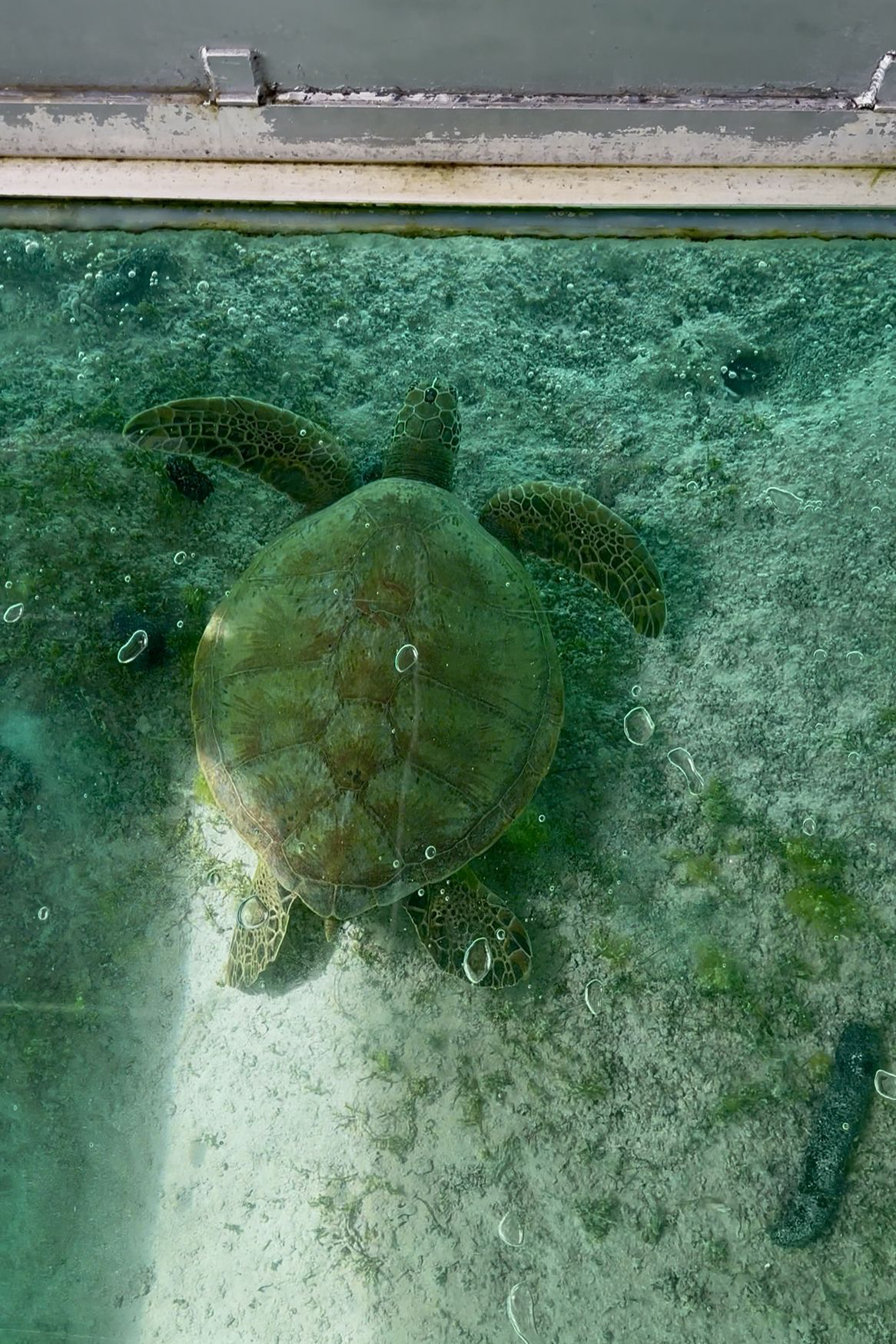 Snorkelling Muri Lagoon