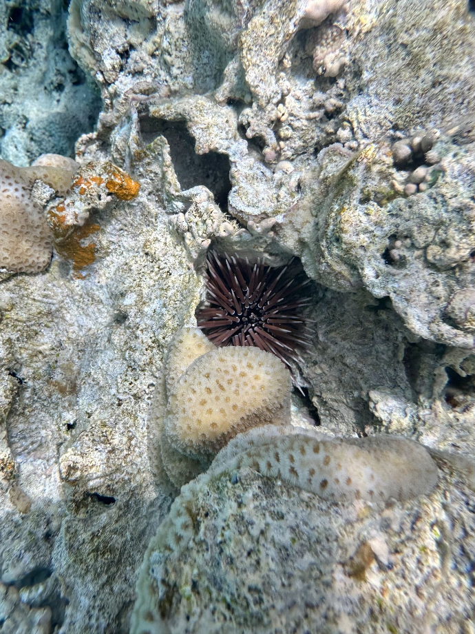 Aitutaki, îles Cook