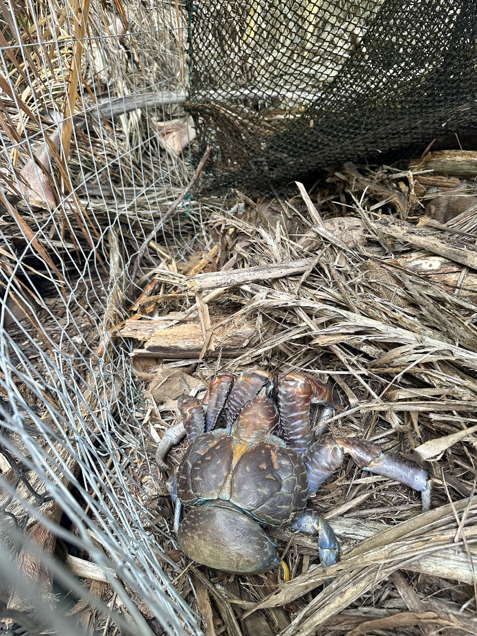 Honeymoon Island, Aitutaki