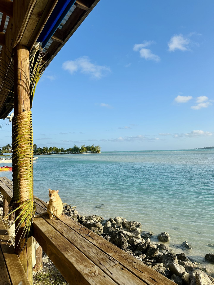 Blue Lagoon Restaurant & Bar