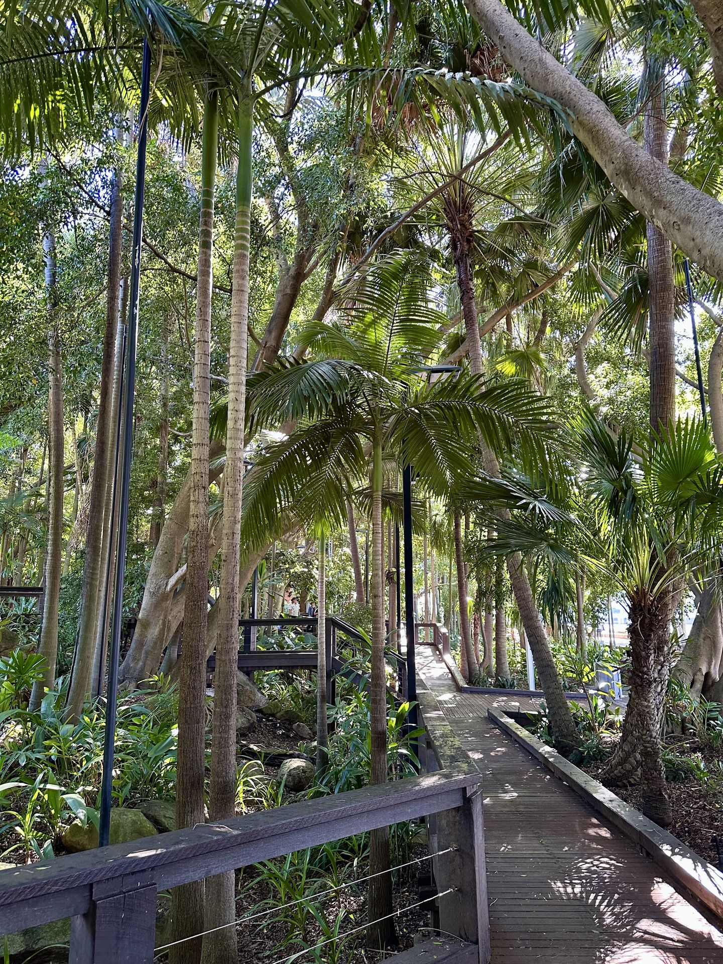 Rainforest Walk South Bank