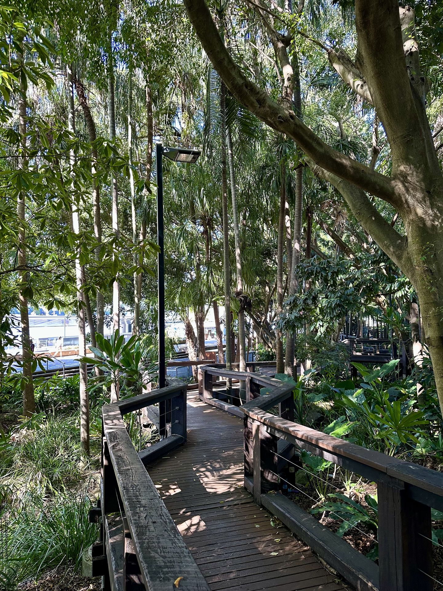 Rainforest Walk South Bank