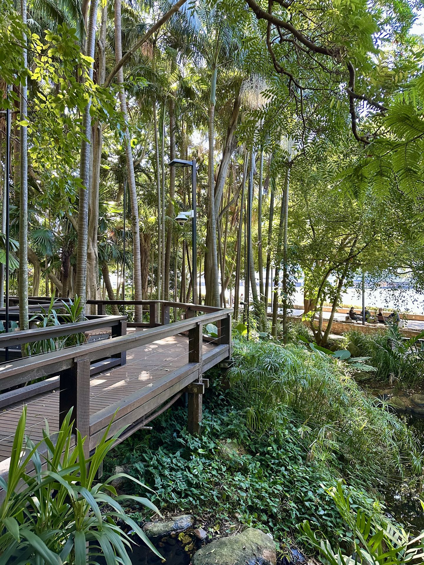 Rainforest Walk South Bank