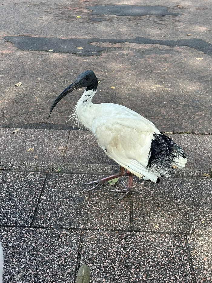 Ibis à cou noir