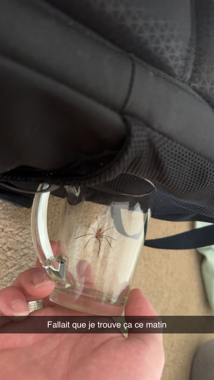 Australian Huntsman Spider