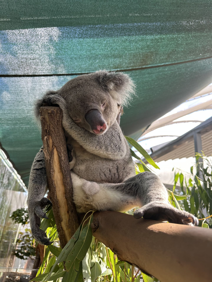 Wild Life Sydney Zoo
