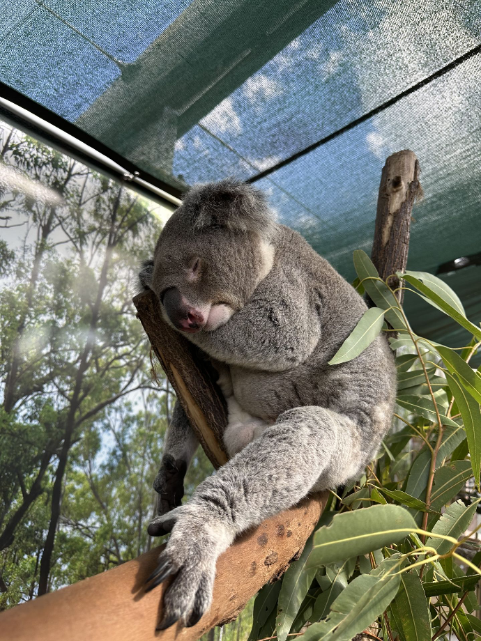 Wild Life Sydney Zoo