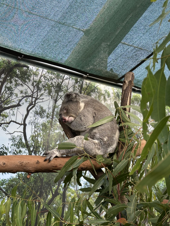 Wild Life Sydney Zoo